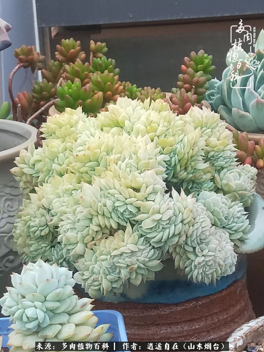 朋友搬家送多肉植物好吗_乔迁之喜送多肉植物适合吗_搬家送多肉