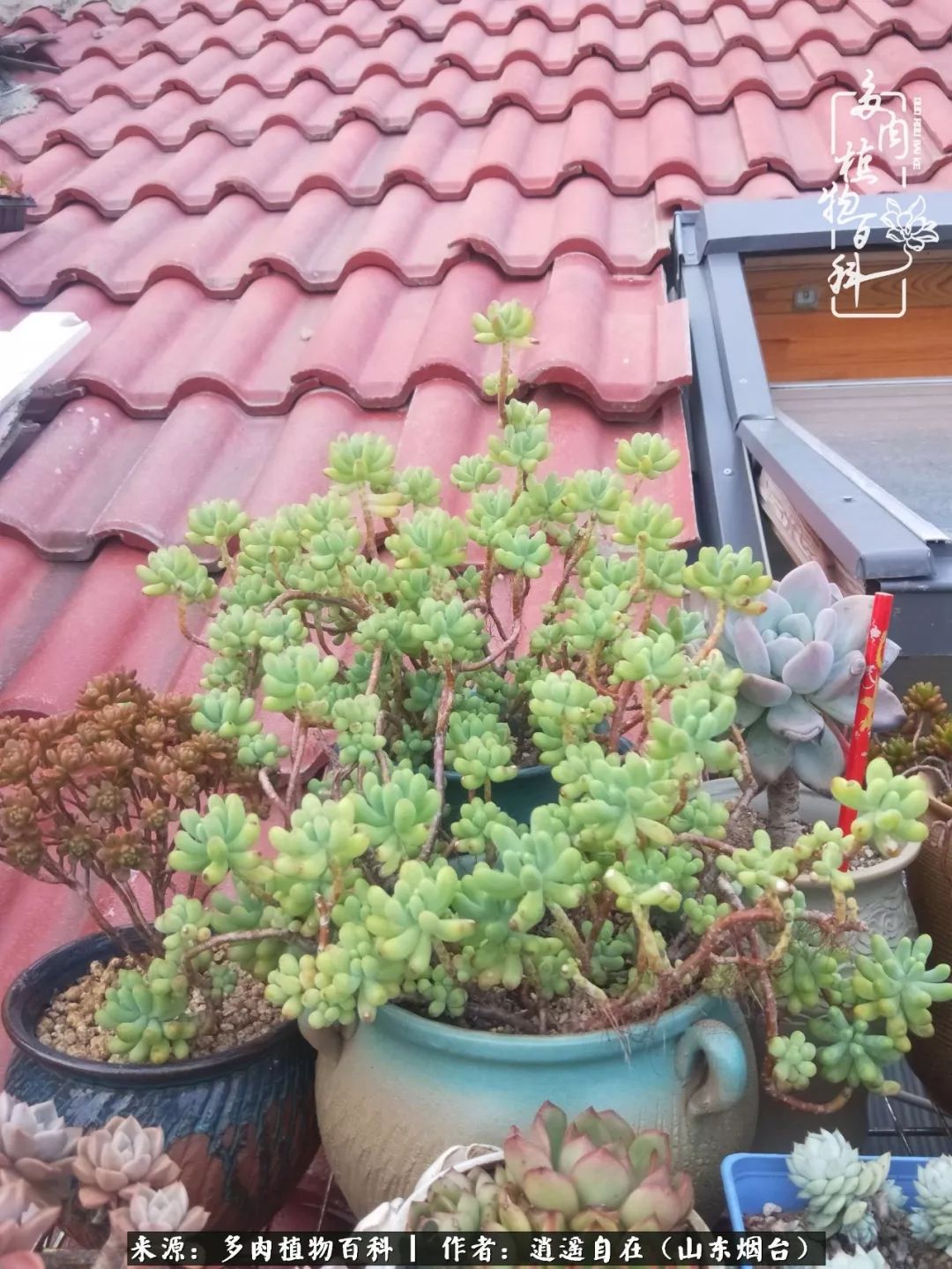 朋友搬家送多肉植物好吗_乔迁之喜送多肉植物适合吗_搬家送多肉