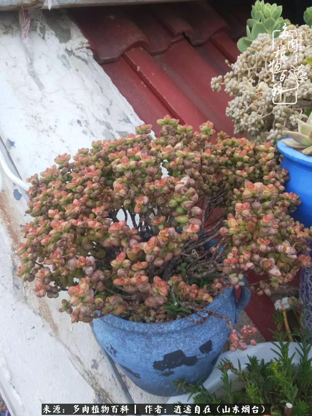 乔迁之喜送多肉植物适合吗_搬家送多肉_朋友搬家送多肉植物好吗