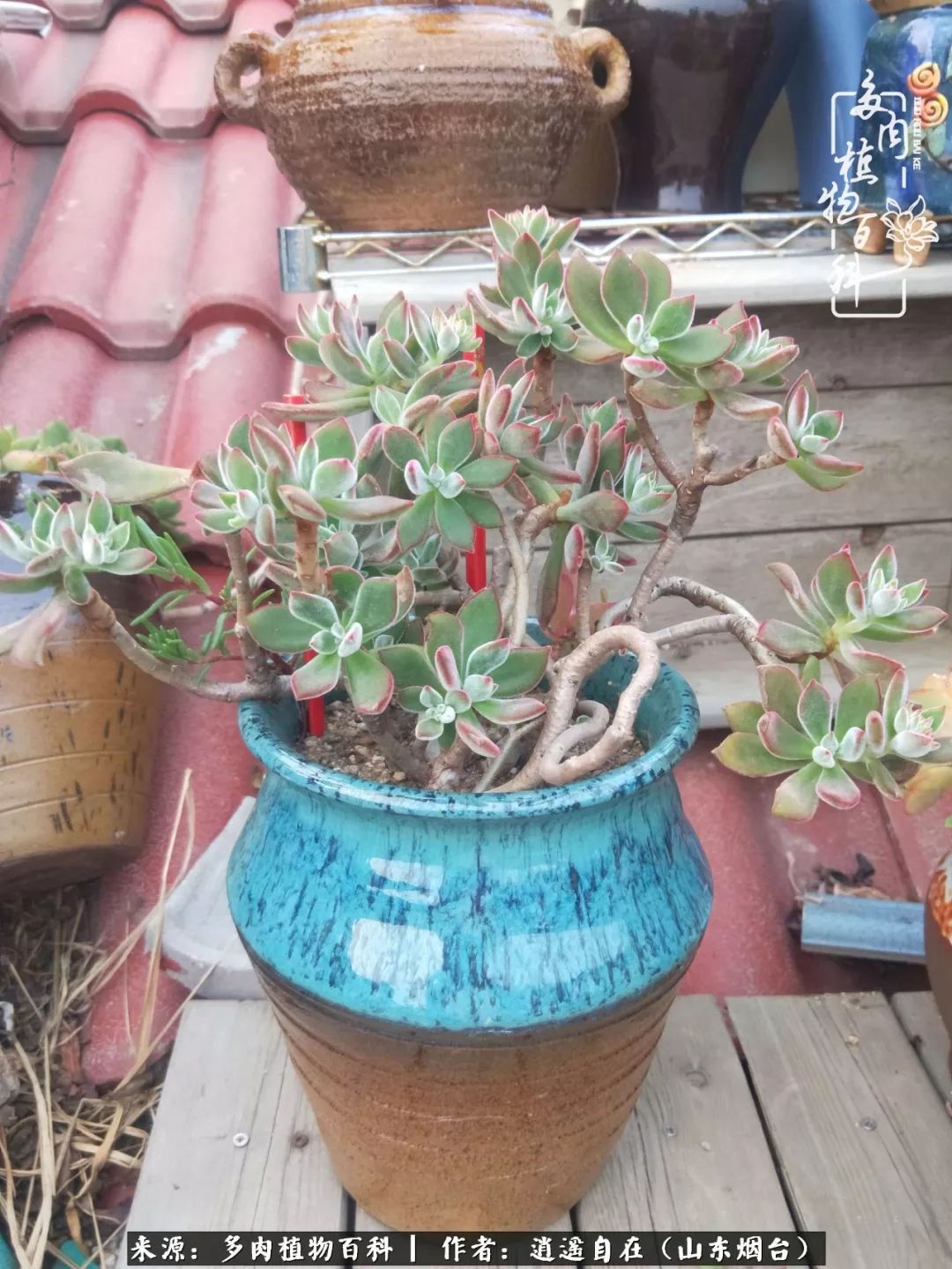 朋友搬家送多肉植物好吗_乔迁之喜送多肉植物适合吗_搬家送多肉