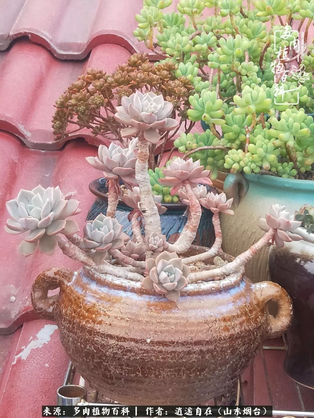 乔迁之喜送多肉植物适合吗_搬家送多肉_朋友搬家送多肉植物好吗