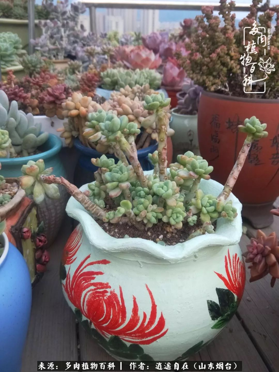 搬家送多肉_乔迁之喜送多肉植物适合吗_朋友搬家送多肉植物好吗