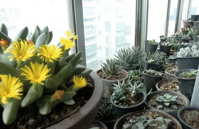 适合在室内养的多肉植物_室内养植物多肉适合什么土壤_室内养植物多肉适合什么花盆