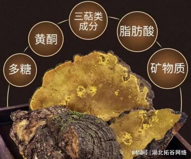 桑黄种植_种植桑黄被骗了怎么投诉_种植桑黄真的能赚钱吗