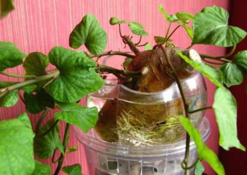 红薯种植水培方法和技术_红薯怎样水培种植技术_水培红薯的种植方法