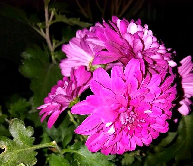 菊花种植时候好种吗_菊花种植时候好养吗_菊花什么时候种植最好