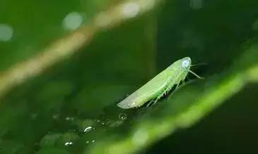 如何检测茶叶农药残留_茶叶农药残留检测方法_茶叶的农药残留多吗