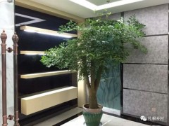 老话说：客厅见树，不发也富，养这5种树不仅好看，寓意还好