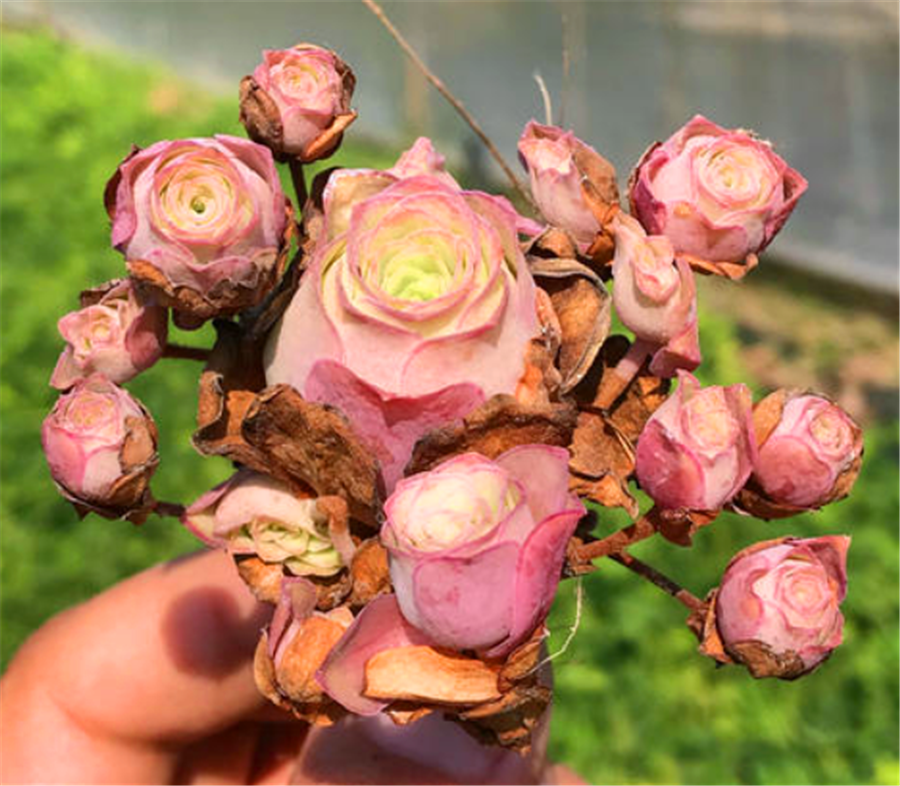 多肉植物鸡蛋玫瑰_鸡蛋玫瑰多肉怎么养_鸡蛋玫瑰养多肉好吗