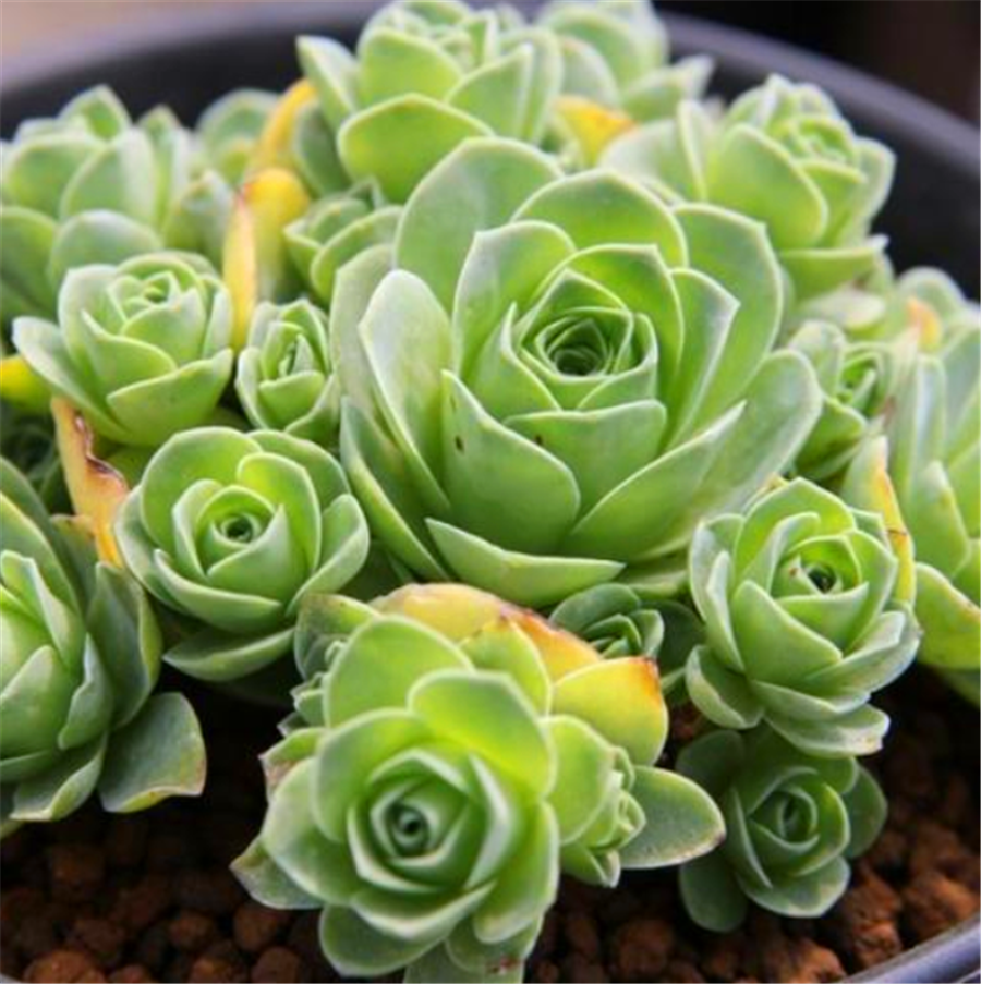 多肉植物鸡蛋玫瑰_鸡蛋玫瑰多肉怎么养_鸡蛋玫瑰养多肉好吗