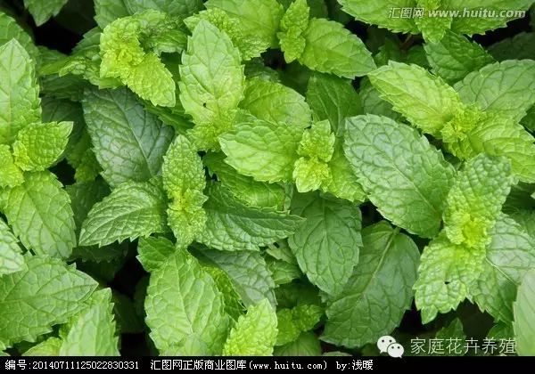 薄荷的种植方法_薄荷种植方法和注意事项_薄荷种植方法与技巧