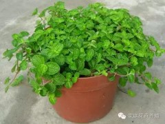 盆栽薄荷的养殖方法详解