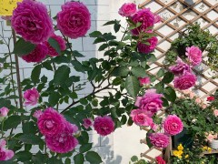 鲜花家里放，花旺人更旺，6种“漂亮花”，越养“家越旺”