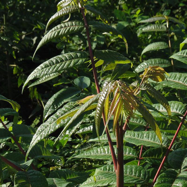 种植树香椿方法视频_香椿树的种植方法_怎么样种植香椿树