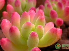 多肉老桩最漂亮品种