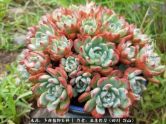 “多肉相伴，岁月生香，愿现世安稳，许四季花开”