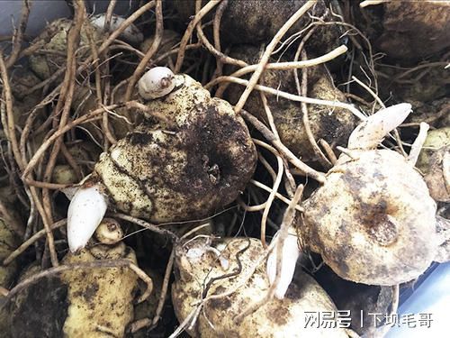 黄精药材亩产_黄精药材亩产_黄精药材亩产