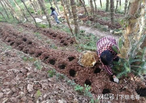 黄精药材亩产_黄精药材亩产_黄精药材亩产