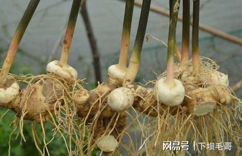 黄精药材亩产_黄精药材亩产_黄精药材亩产
