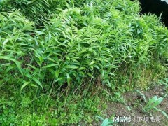 “农村常见名贵药材黄精，当下很多人种植，如何施肥呢？”
