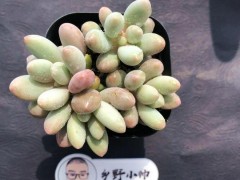 “分享超萌多肉，皮实好养，超高的颜值”