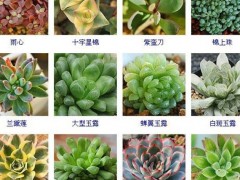 “144种多肉植物名称大全，常见品种”